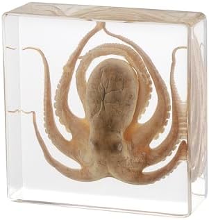 Taxidermy Octopus, Real Octopus Specimens Animal Specimen in Resin for Science Classroom