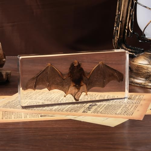 Taxidermy Bat, Real Bats Specimens High Quality Resin Animals for Science Classroom