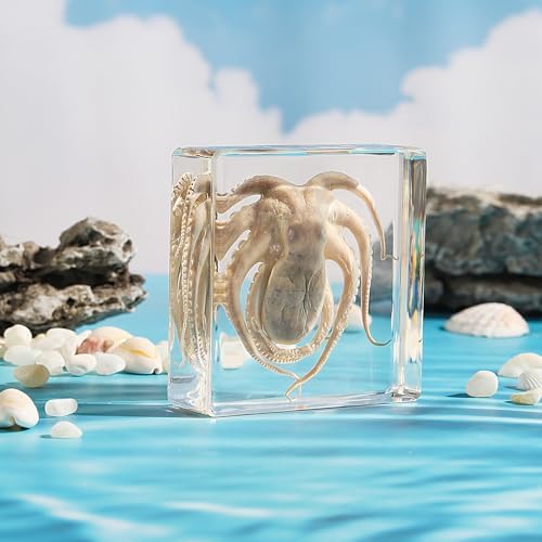 Taxidermy Octopus, Real Octopus Specimens Animal Specimen in Resin for Science Classroom