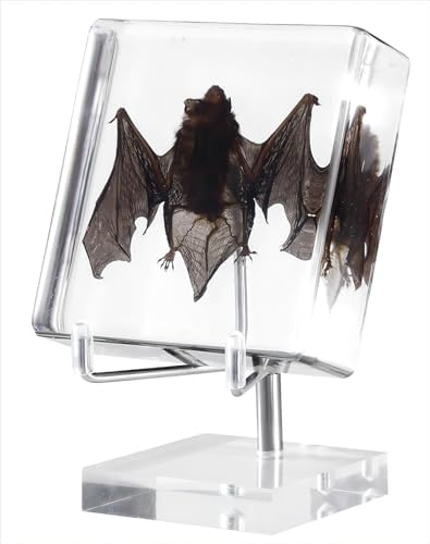 Taxidermy Bat, Real Bat Specimens Animal Specimen in Resin with Acrylic Base Display