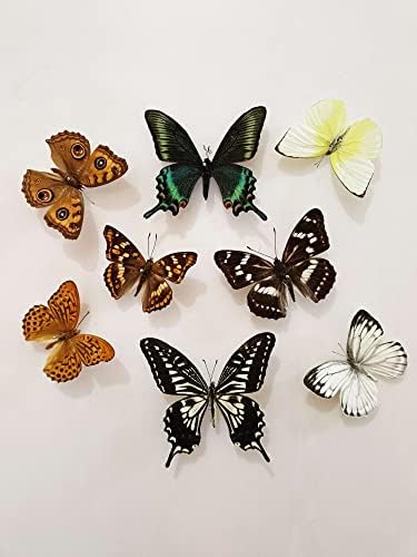15 pcs of Real Dried Dead Butterflies with Spread Wings Shaped