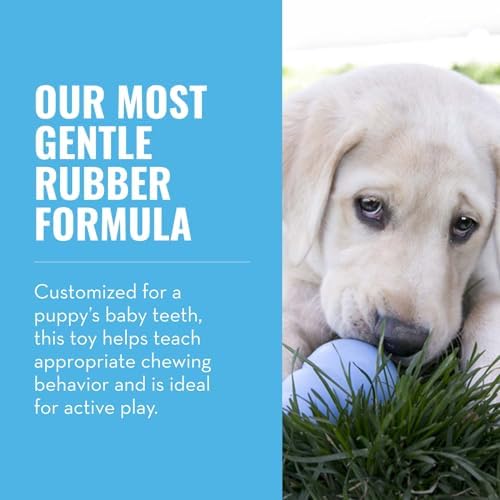 KONG Puppy, Natural Rubber Teething Chew Toy, for Small Puppies, Blue