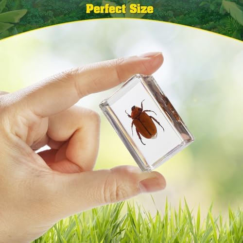 15 Insect specimens,Real Specimens of Various Butterflies and Beetles Made of Resin