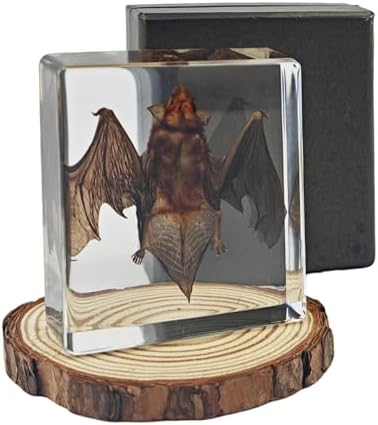 Taxidermy Bat Real Specimen Resin Preserved for Science Education