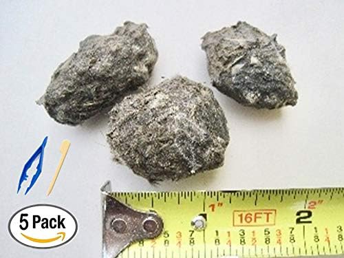 Premium Barn Owl Pellets, Small: 1.25"-1.5" (Pack of 5) - Free Bone ID Chart, 5 Forceps