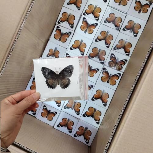 Real Butterfly Specimens, Butterfly Specimens of Different Colors and Styles