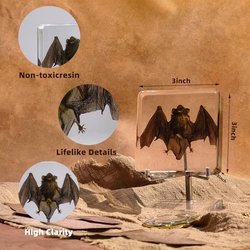 Taxidermy Bat, Real Bat Specimens Animal Specimen in Resin with Acrylic Base Display
