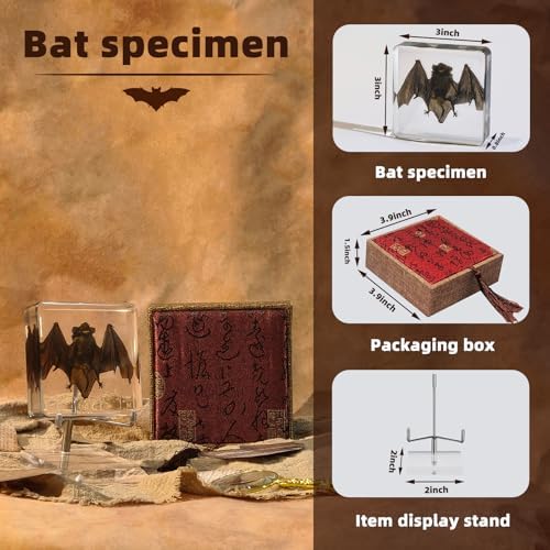Taxidermy Bat, Real Bat Specimens Animal Specimen in Resin with Acrylic Base Display