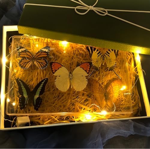 Real Butterfly Specimens, Butterfly Specimens of Different Colors and Styles