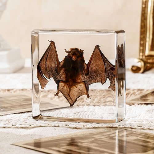 Taxidermy Bat, Real Bat Taxidermy Animals, Oddities Taxidermy