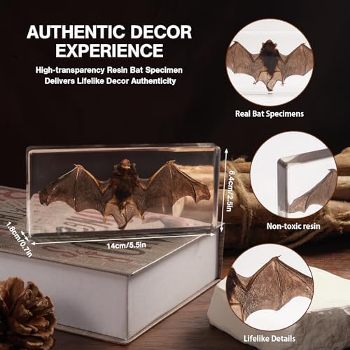 Taxidermy Bat, Real Bats Specimens High Quality Resin Animals for Science Classroom