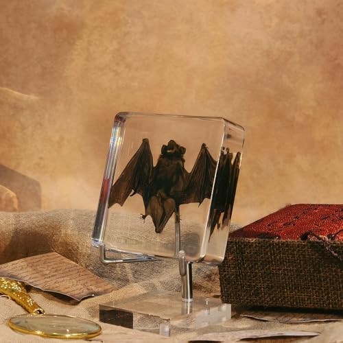 Taxidermy Bat, Real Bat Specimens Animal Specimen in Resin with Acrylic Base Display