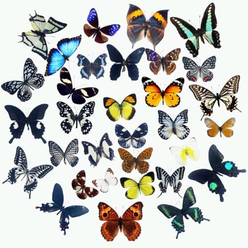 15 pcs of Real Dried Dead Butterflies with Spread Wings Shaped
