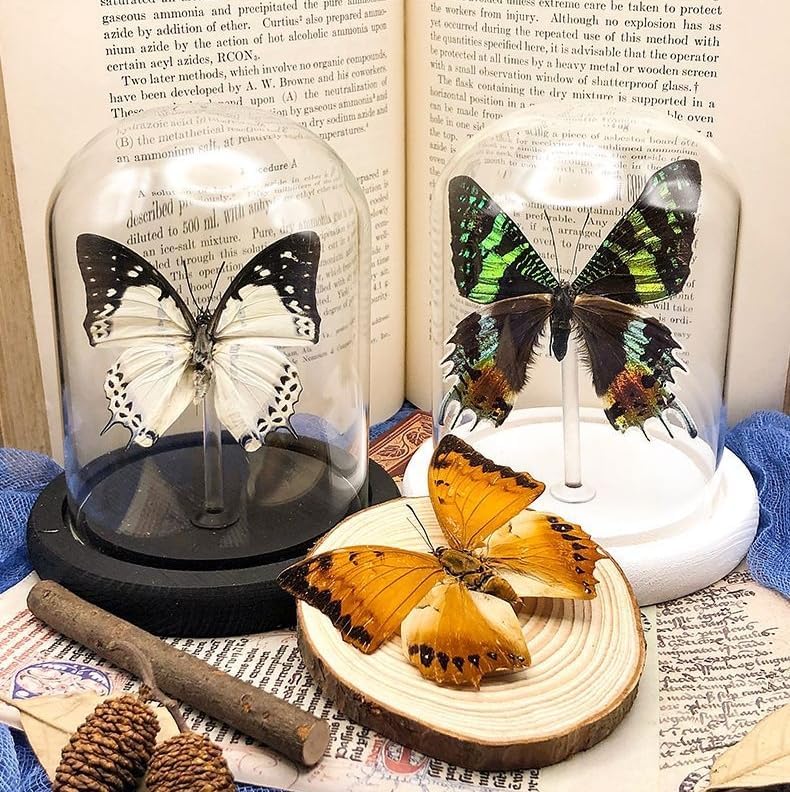 Real Butterfly Specimens, Butterfly Specimens of Different Colors and Styles