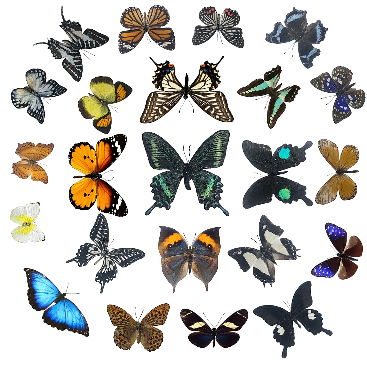 Real Butterfly Specimens, Butterfly Specimens of Different Colors and Styles