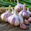 4 Hardneck Garlic Bulbs for Planting, Large Cloves for Home Gardens - hardneck garlic bulbs for fall planting