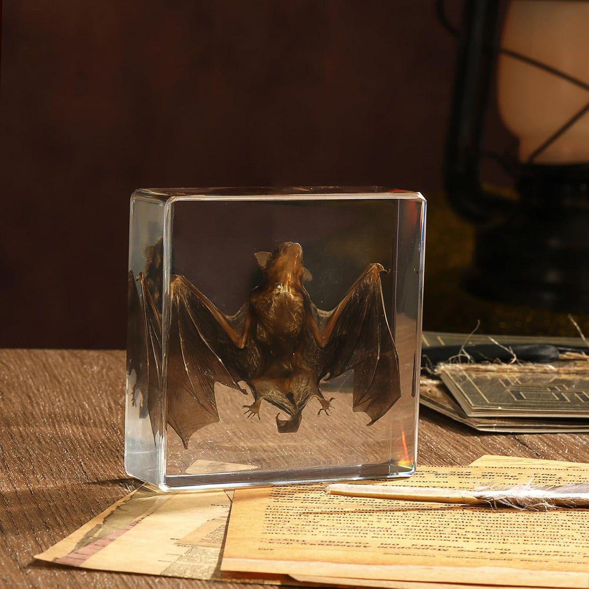 Taxidermy Bat, Real Bat Specimens Animal Specimen in Resin for Science Classroom Science