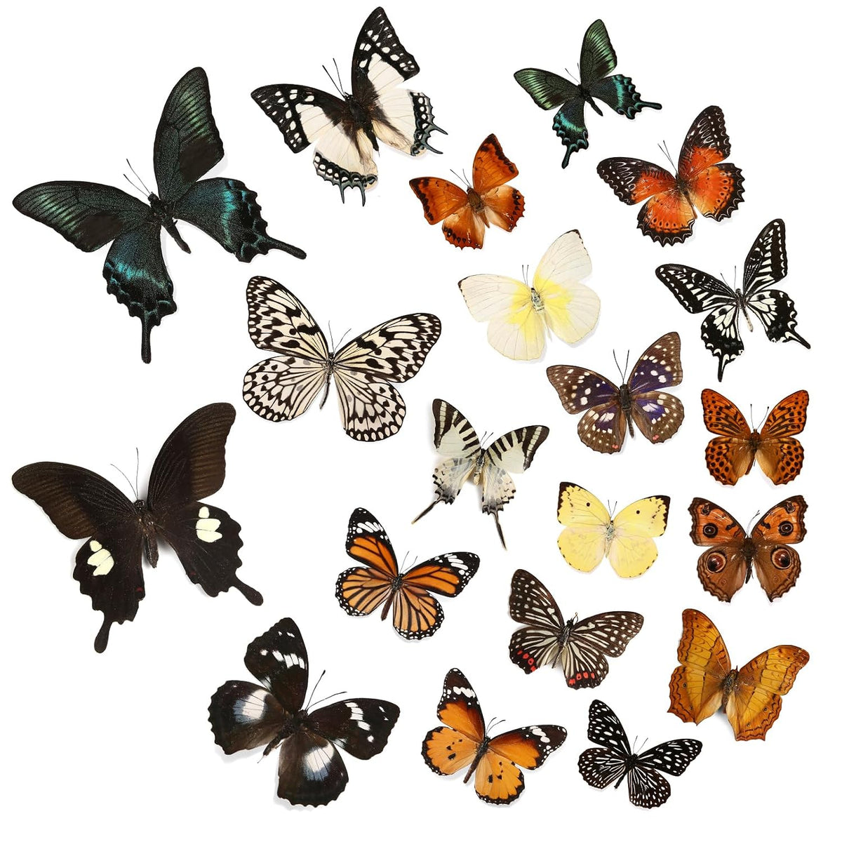 12 Pcs Real Butterfly Specimens for Crafts