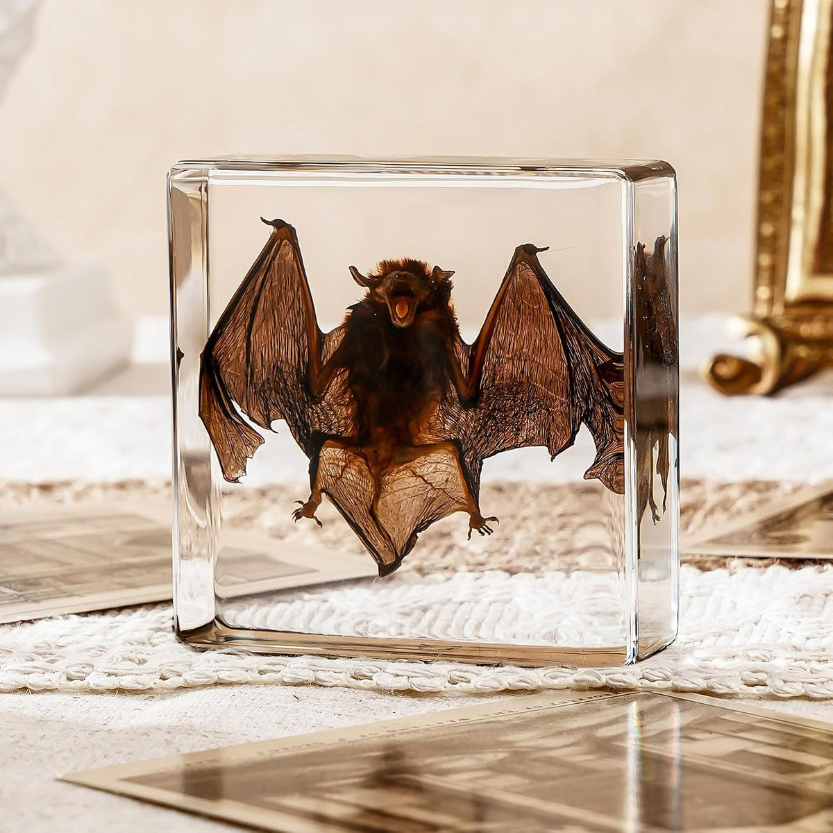 Taxidermy Bat, Real Bat Taxidermy Animals, Oddities Taxidermy